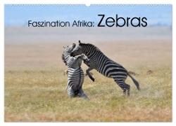 Faszination Afrika: Zebras (Wandkalender 2024 DIN A2 quer), CALVENDO Monatskalender