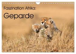 Faszinaton Afrika: Geparde (Wandkalender 2024 DIN A4 quer), CALVENDO Monatskalender
