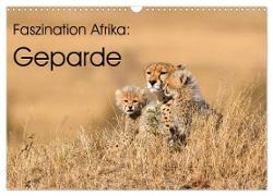 Faszinaton Afrika: Geparde (Wandkalender 2024 DIN A3 quer), CALVENDO Monatskalender