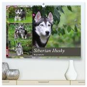 Siberian Husky - Welpenstube (hochwertiger Premium Wandkalender 2024 DIN A2 quer), Kunstdruck in Hochglanz