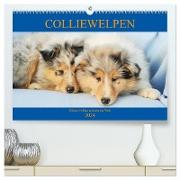Colliewelpen - kleine Collies erobern die Welt (hochwertiger Premium Wandkalender 2024 DIN A2 quer), Kunstdruck in Hochglanz