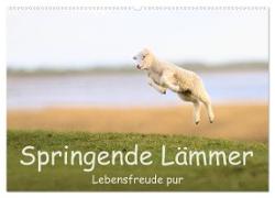 Springende Lämmer: Lebensfreude pur (Wandkalender 2024 DIN A2 quer), CALVENDO Monatskalender