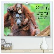 Orang Utans: Zu Besuch im Regenwald (hochwertiger Premium Wandkalender 2024 DIN A2 quer), Kunstdruck in Hochglanz