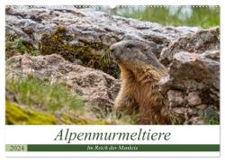 Alpenmurmeltiere - Im Reich der Mankeis (Wandkalender 2024 DIN A2 quer), CALVENDO Monatskalender