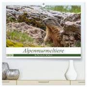 Alpenmurmeltiere - Im Reich der Mankeis (hochwertiger Premium Wandkalender 2024 DIN A2 quer), Kunstdruck in Hochglanz