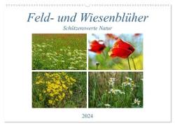 Feld- und Wiesenblüher Schützenswerte Natur (Wandkalender 2024 DIN A2 quer), CALVENDO Monatskalender