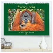 Orang Utans Sumatras Waldmenschen (hochwertiger Premium Wandkalender 2024 DIN A2 quer), Kunstdruck in Hochglanz