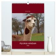 Alpakas erleben (hochwertiger Premium Wandkalender 2024 DIN A2 hoch), Kunstdruck in Hochglanz