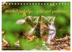 Wildkatzenbabys - wild und zuckersüß. (Tischkalender 2024 DIN A5 quer), CALVENDO Monatskalender