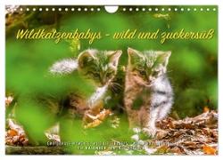 Wildkatzenbabys - wild und zuckersüß. (Wandkalender 2024 DIN A4 quer), CALVENDO Monatskalender