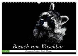 Besuch vom Waschbär (Wandkalender 2024 DIN A3 quer), CALVENDO Monatskalender