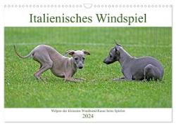 Italienisches Windspiel (Wandkalender 2024 DIN A3 quer), CALVENDO Monatskalender