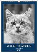 Wilde Katzen - Korsikas Samtpfoten (Wandkalender 2024 DIN A3 hoch), CALVENDO Monatskalender