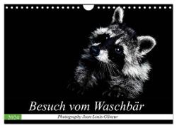 Besuch vom Waschbär (Wandkalender 2024 DIN A4 quer), CALVENDO Monatskalender