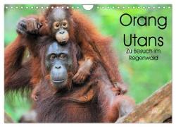 Orang Utans: Zu Besuch im Regenwald (Wandkalender 2024 DIN A4 quer), CALVENDO Monatskalender