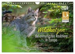 Wildkatzen - die anmutigsten Raubiere in Europa. (Wandkalender 2024 DIN A4 quer), CALVENDO Monatskalender