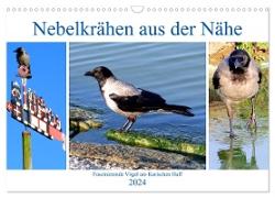 Nebelkrähen aus der Nähe - Faszinierende Vögel am Kurischen Haff (Wandkalender 2024 DIN A3 quer), CALVENDO Monatskalender