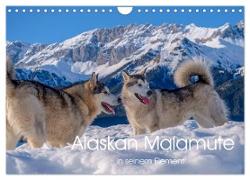 Alaskan Malamute in seinem Element (Wandkalender 2024 DIN A4 quer), CALVENDO Monatskalender