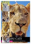 BIG CATS Fazinierende Nah-Portraits (Wandkalender 2024 DIN A2 hoch), CALVENDO Monatskalender