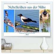 Nebelkrähen aus der Nähe - Faszinierende Vögel am Kurischen Haff (hochwertiger Premium Wandkalender 2024 DIN A2 quer), Kunstdruck in Hochglanz