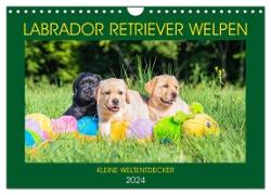 Labrador Retriever Welpen - Kleine Weltentdecker (Wandkalender 2024 DIN A4 quer), CALVENDO Monatskalender