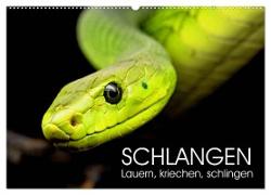 Schlangen. Lauern, kriechen, schlingen (Wandkalender 2024 DIN A2 quer), CALVENDO Monatskalender