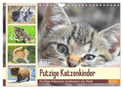 Putzige Katzenkinder. Drollige Kätzchen entdecken die Welt! (Wandkalender 2024 DIN A4 quer), CALVENDO Monatskalender