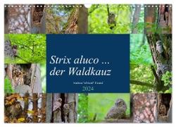 Strix aluco ... der Waldkauz (Wandkalender 2024 DIN A3 quer), CALVENDO Monatskalender