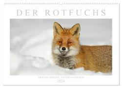 Der Rotfuchs (Wandkalender 2024 DIN A2 quer), CALVENDO Monatskalender