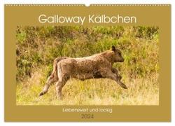 Galloway Kälbchen - Liebenswert und lockig (Wandkalender 2024 DIN A2 quer), CALVENDO Monatskalender