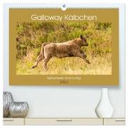 Galloway Kälbchen - Liebenswert und lockig (hochwertiger Premium Wandkalender 2024 DIN A2 quer), Kunstdruck in Hochglanz