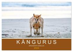 Kängurus, sprunghafte Gesellen (Wandkalender 2024 DIN A2 quer), CALVENDO Monatskalender
