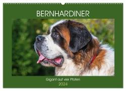 Bernhardiner - Gigant auf vier Pfoten (Wandkalender 2024 DIN A2 quer), CALVENDO Monatskalender