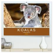 Koalas, putzige Gesellen (hochwertiger Premium Wandkalender 2024 DIN A2 quer), Kunstdruck in Hochglanz