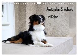 Australian Shepherd Tri Color (Wandkalender 2024 DIN A4 quer), CALVENDO Monatskalender