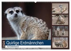 Quirlige Erdmännchen (Wandkalender 2024 DIN A2 quer), CALVENDO Monatskalender