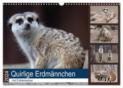Quirlige Erdmännchen (Wandkalender 2024 DIN A3 quer), CALVENDO Monatskalender
