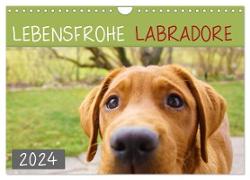 Lebensfrohe Labradore (Wandkalender 2024 DIN A4 quer), CALVENDO Monatskalender