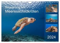 Begegnung mit Meeresschildkröten (Wandkalender 2024 DIN A4 quer), CALVENDO Monatskalender