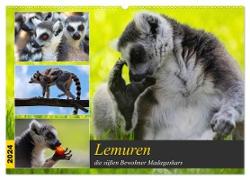 Lemuren die süßen Bewohner Madagaskars (Wandkalender 2024 DIN A2 quer), CALVENDO Monatskalender