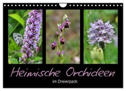 Heimische Orchideen im Dreierpack (Wandkalender 2024 DIN A4 quer), CALVENDO Monatskalender