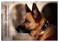 Deutscher Schäferhund ¿ Faszinierende Augenblicke mit einem Herz auf vier Pfoten (Wandkalender 2024 DIN A4 quer), CALVENDO Monatskalender