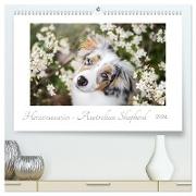 Herzensaussies - Australian Shepherd (hochwertiger Premium Wandkalender 2024 DIN A2 quer), Kunstdruck in Hochglanz