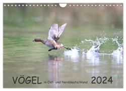 Vögel in Ost- und Norddeutschland 2024 (Wandkalender 2024 DIN A4 quer), CALVENDO Monatskalender