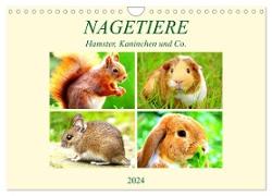 Nagetiere. Hamster, Kaninchen und Co. (Wandkalender 2024 DIN A4 quer), CALVENDO Monatskalender