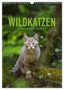 Wildkatzen - Kleine Samtpfoten des Waldes (Wandkalender 2024 DIN A3 hoch), CALVENDO Monatskalender