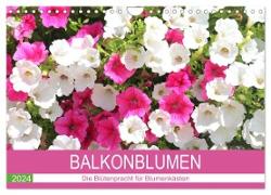 Balkonblumen. Die Blütenpracht für Blumenkästen (Wandkalender 2024 DIN A4 quer), CALVENDO Monatskalender