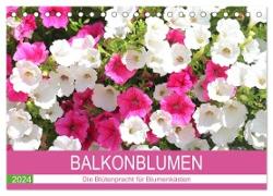 Balkonblumen. Die Blütenpracht für Blumenkästen (Tischkalender 2024 DIN A5 quer), CALVENDO Monatskalender