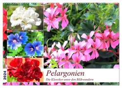 Pelargonien. Die Klassiker unter den Blühwundern (Wandkalender 2024 DIN A2 quer), CALVENDO Monatskalender