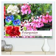 Pelargonien. Die Klassiker unter den Blühwundern (hochwertiger Premium Wandkalender 2024 DIN A2 quer), Kunstdruck in Hochglanz